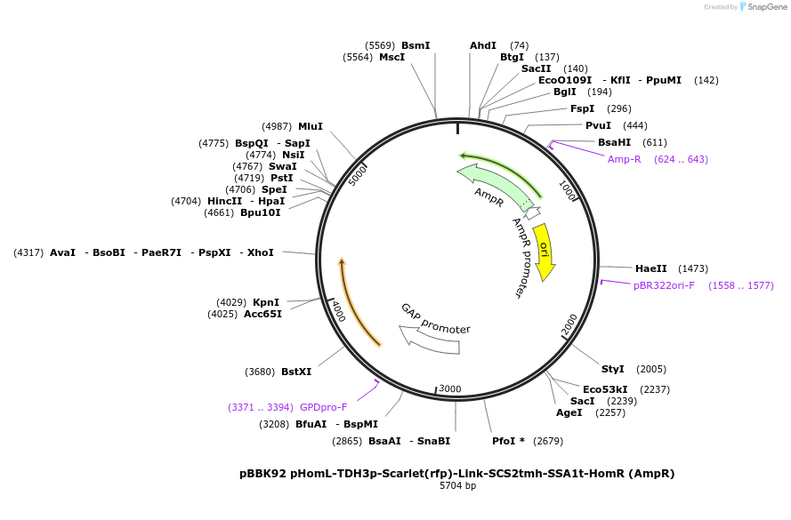 179076-plasmid-map-sequence-id-361029