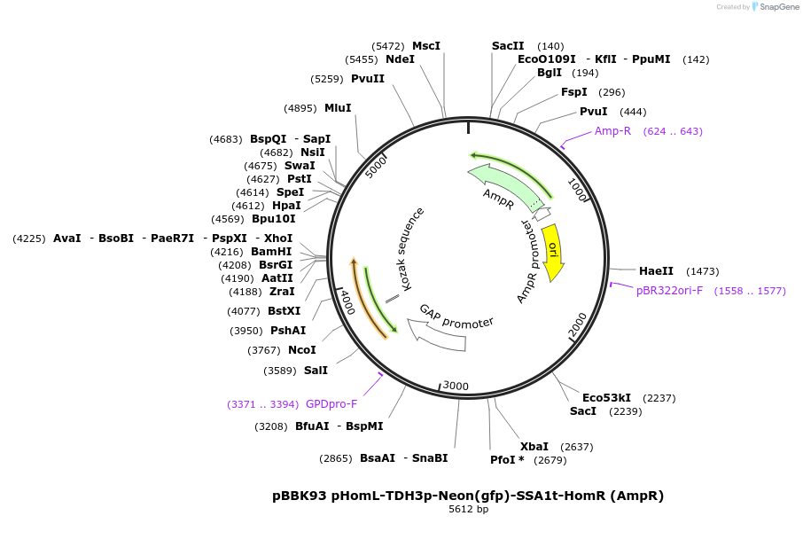179077-plasmid-map-sequence-id-361031