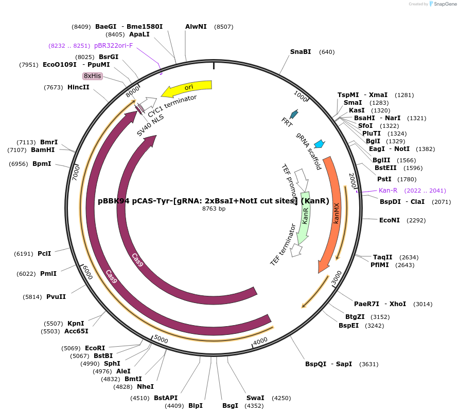 179078-plasmid-map-sequence-id-361032