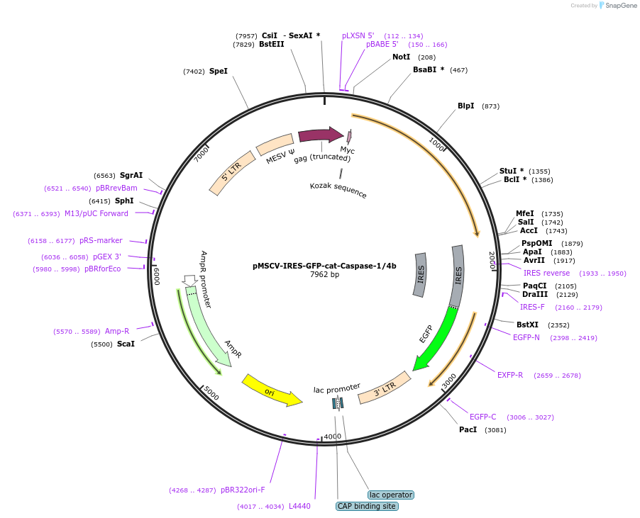 183366-plasmid-map-sequence-id-361148