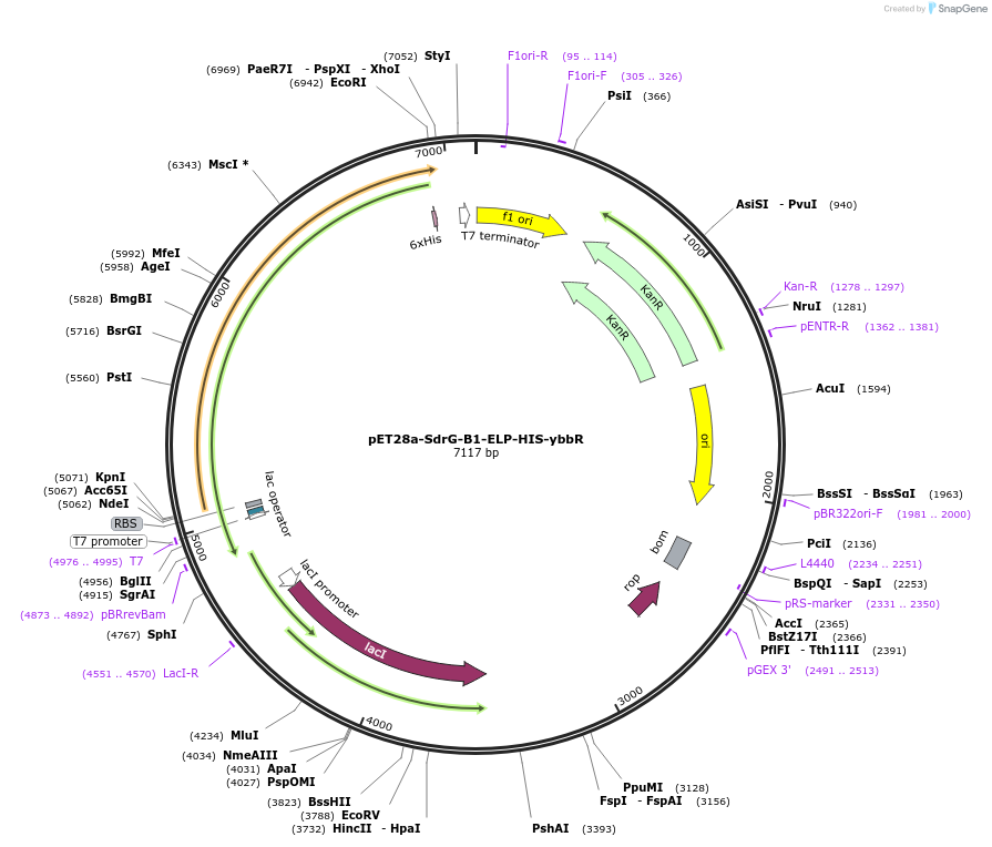 169133-plasmid-map-sequence-id-361153