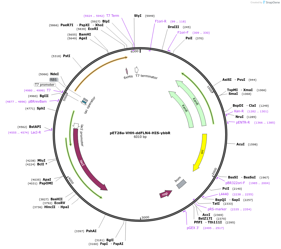 169137-plasmid-map-sequence-id-361155