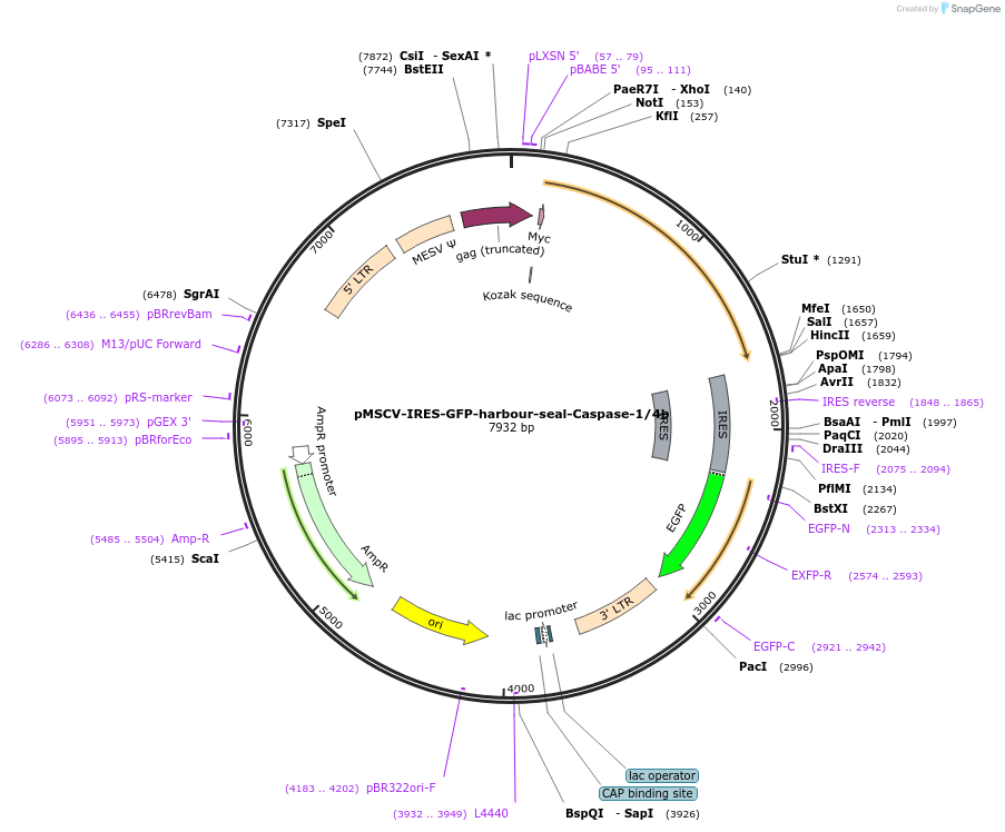 183368-plasmid-map-sequence-id-361158