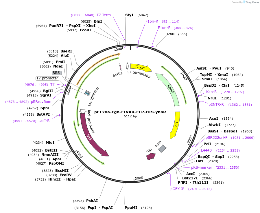 169136-plasmid-map-sequence-id-361162