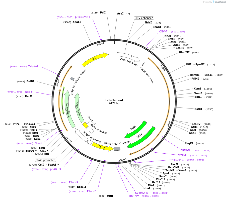 182996-plasmid-map-sequence-id-361177