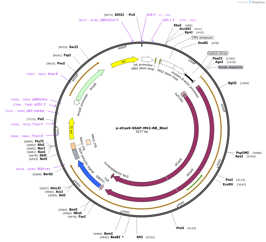 183826-plasmid-map-sequence-id-361180