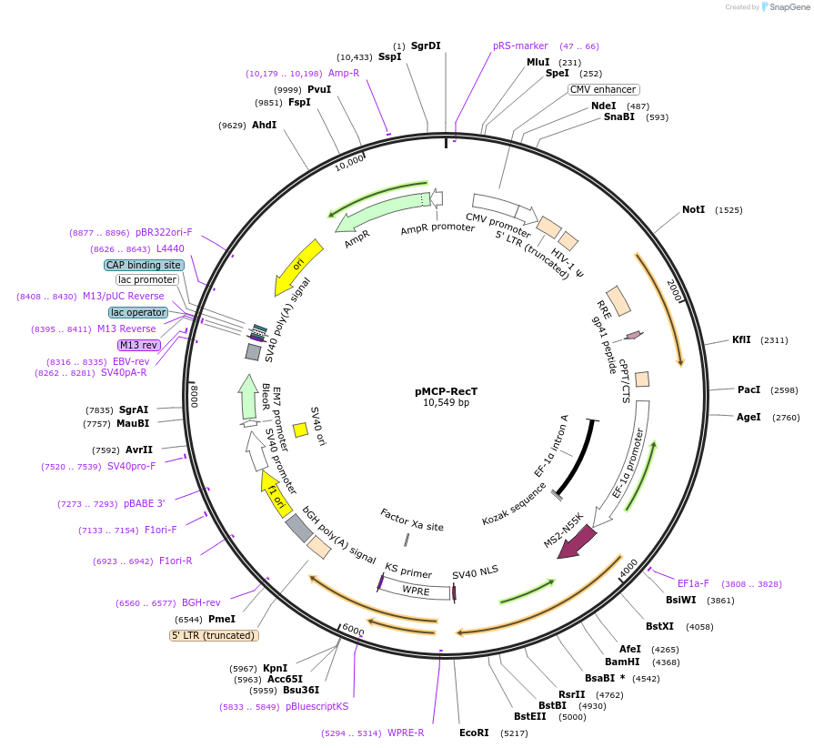 183827-plasmid-map-sequence-id-361181
