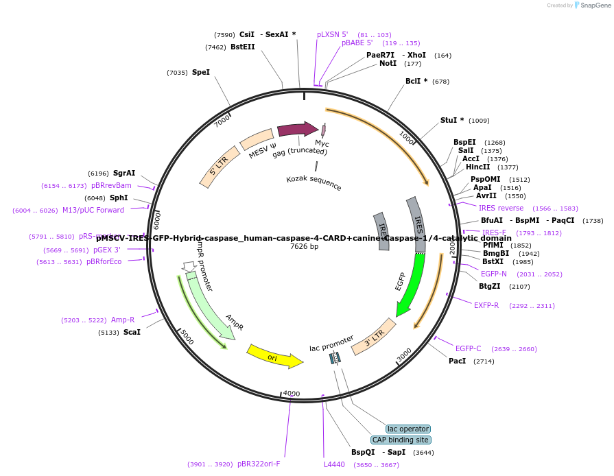 183397-plasmid-map-sequence-id-361184