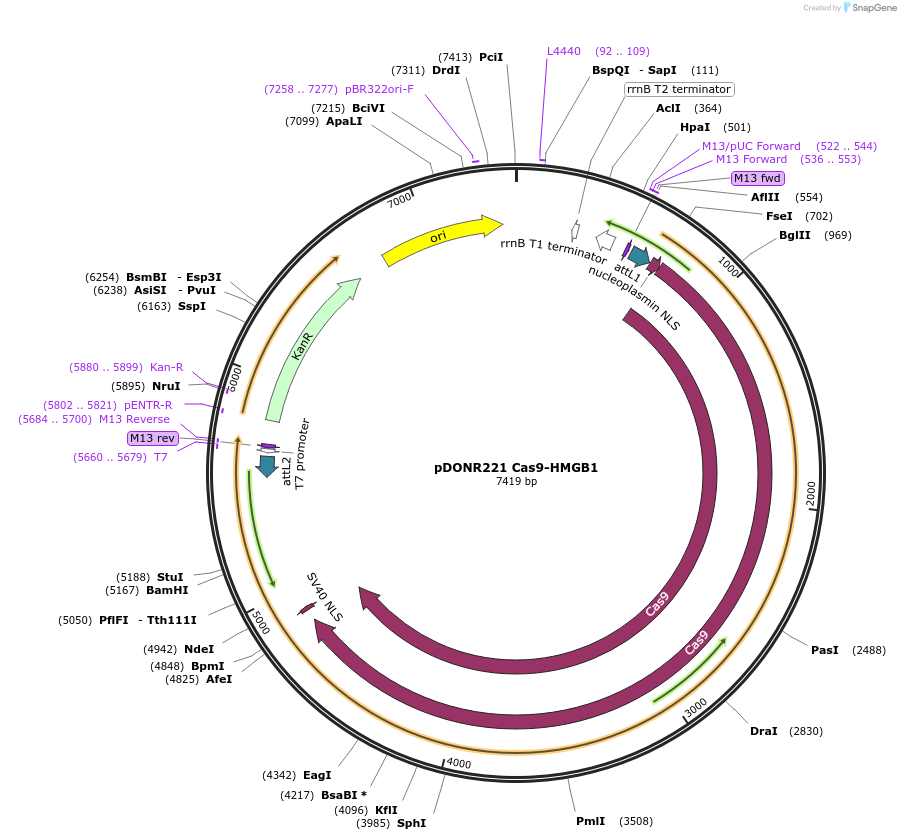 183198-plasmid-map-sequence-id-361238