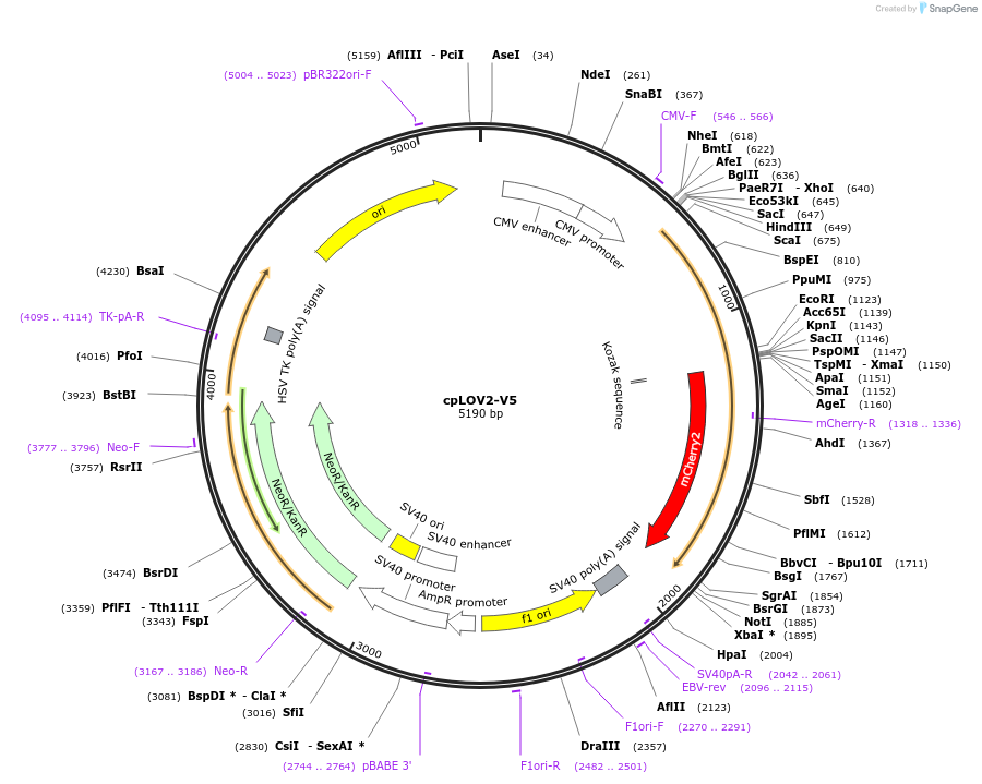 168991-plasmid-map-sequence-id-361249
