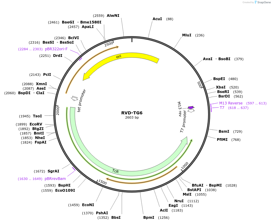 173409-plasmid-map-sequence-id-361260