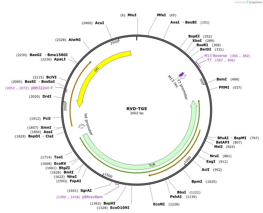 173408-plasmid-map-sequence-id-361261