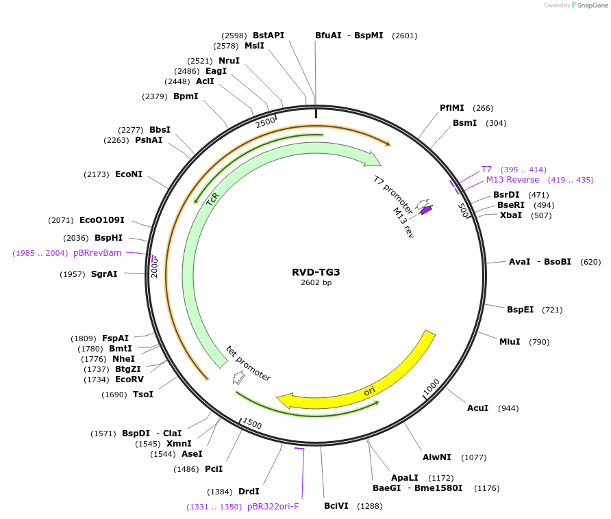 173406-plasmid-map-sequence-id-361263