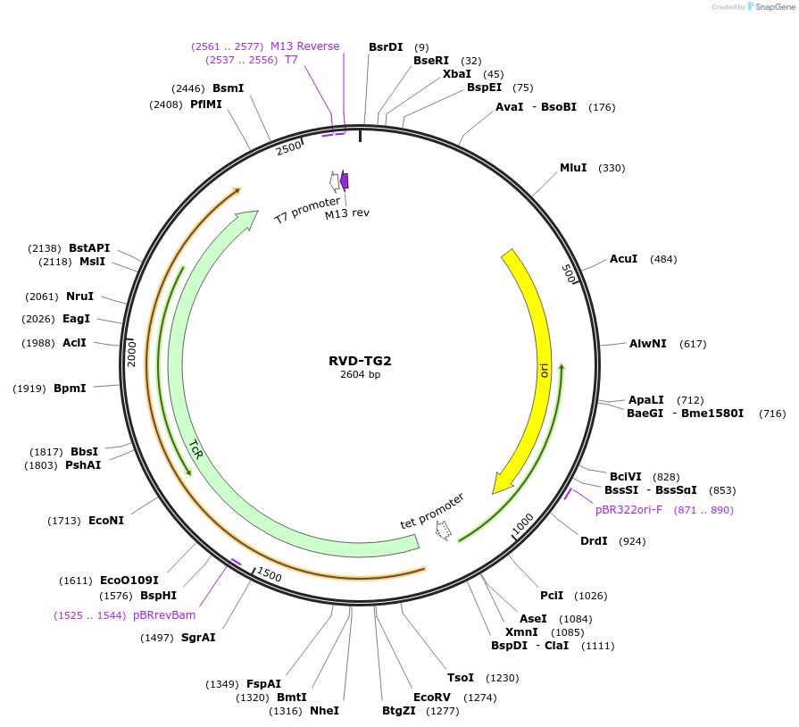 173405-plasmid-map-sequence-id-361285