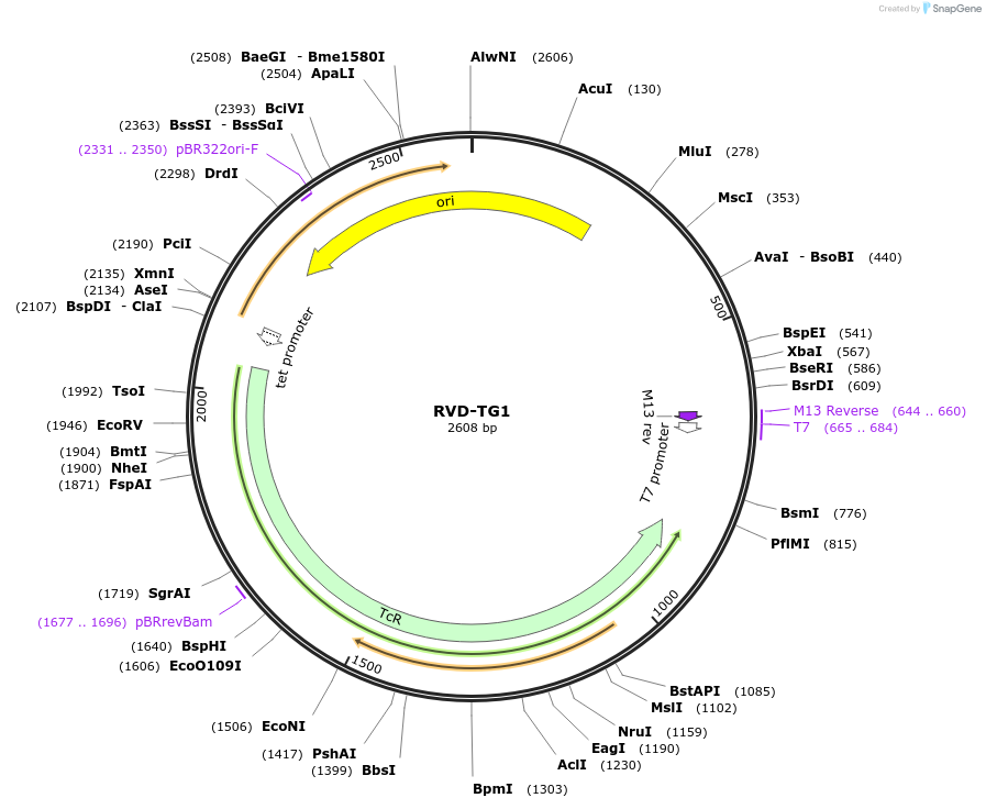 173404-plasmid-map-sequence-id-361287