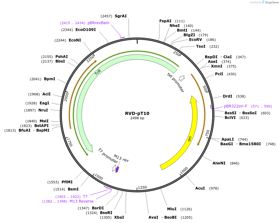 173403-plasmid-map-sequence-id-361288