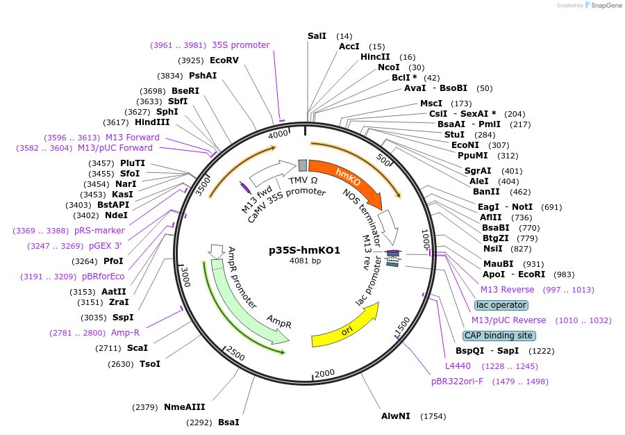 182732-plasmid-map-sequence-id-361294