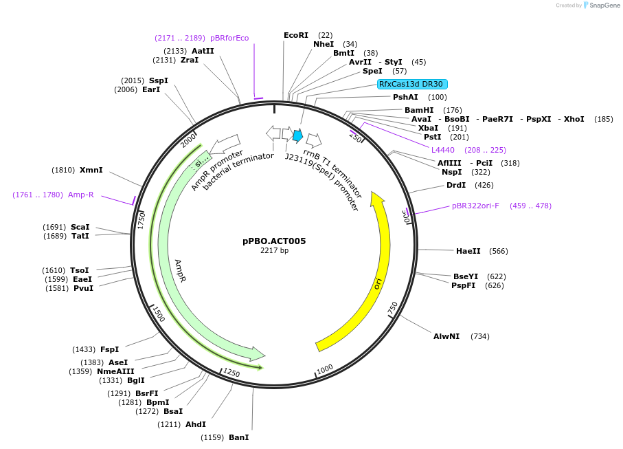 182715-plasmid-map-sequence-id-361296