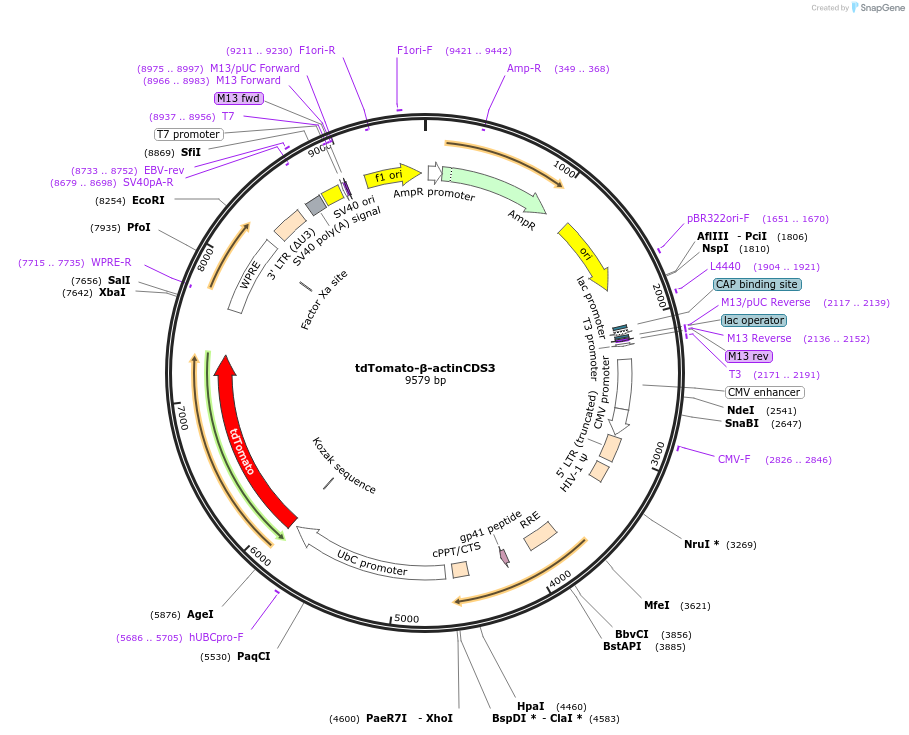 183715-plasmid-map-sequence-id-361301