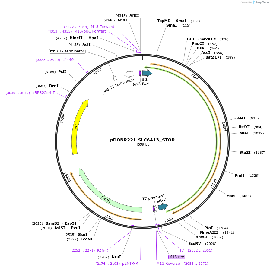 161349-plasmid-map-sequence-id-361318