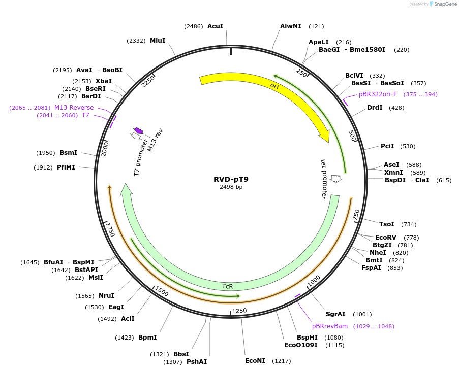 173402-plasmid-map-sequence-id-361321