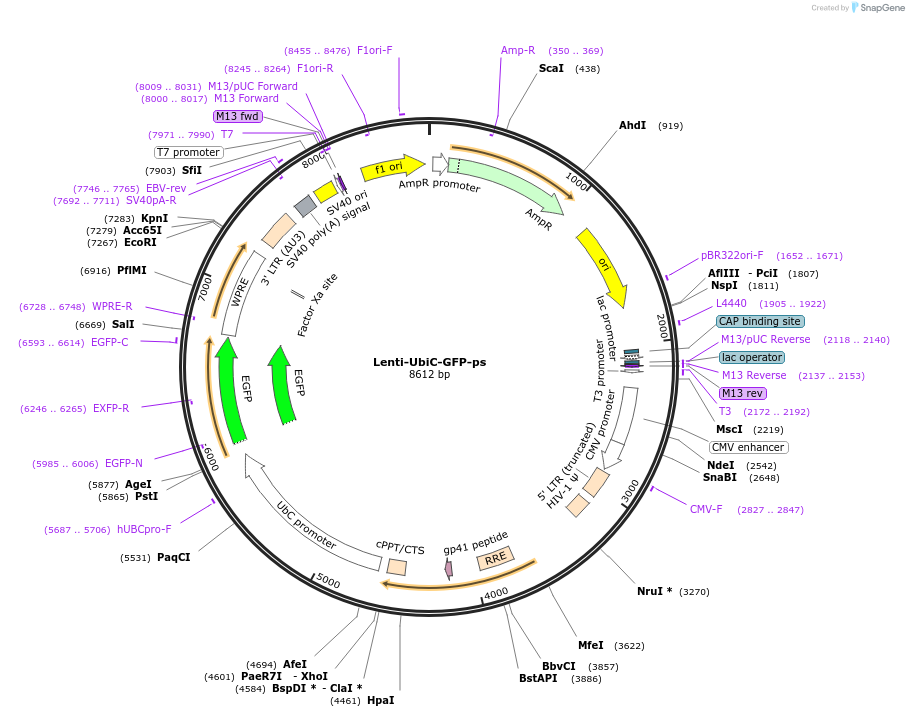 183712-plasmid-map-sequence-id-361325