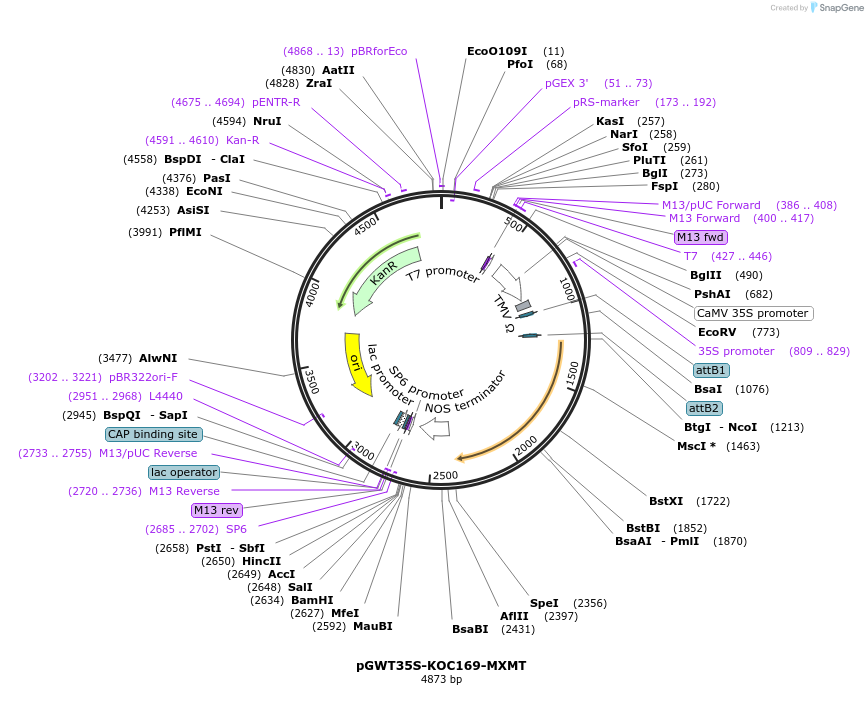 182728-plasmid-map-sequence-id-361326