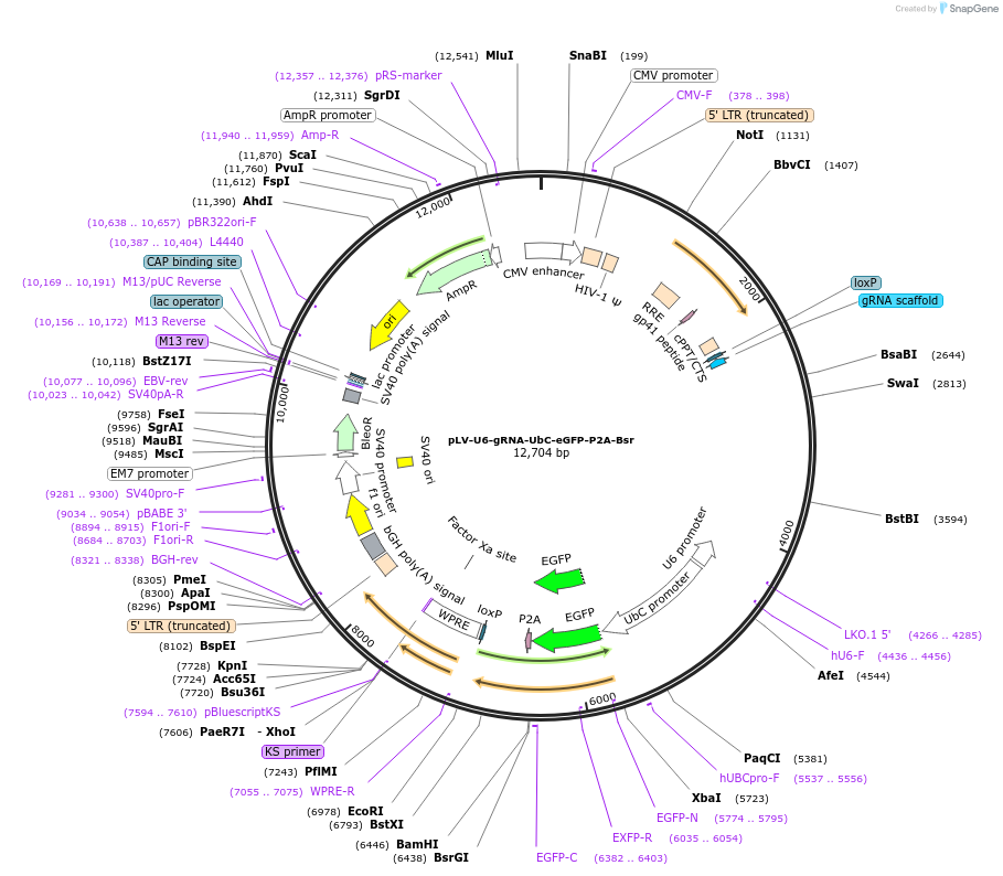 83925-plasmid-map-sequence-id-361347