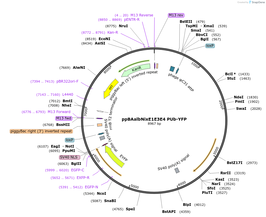 173666-plasmid-map-sequence-id-361358