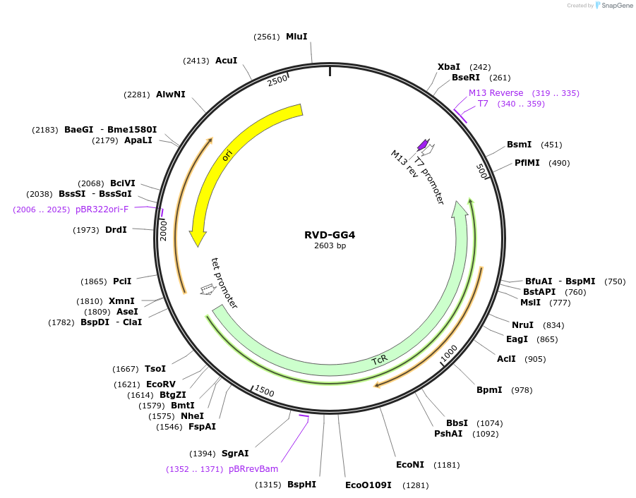 173359-plasmid-map-sequence-id-361366