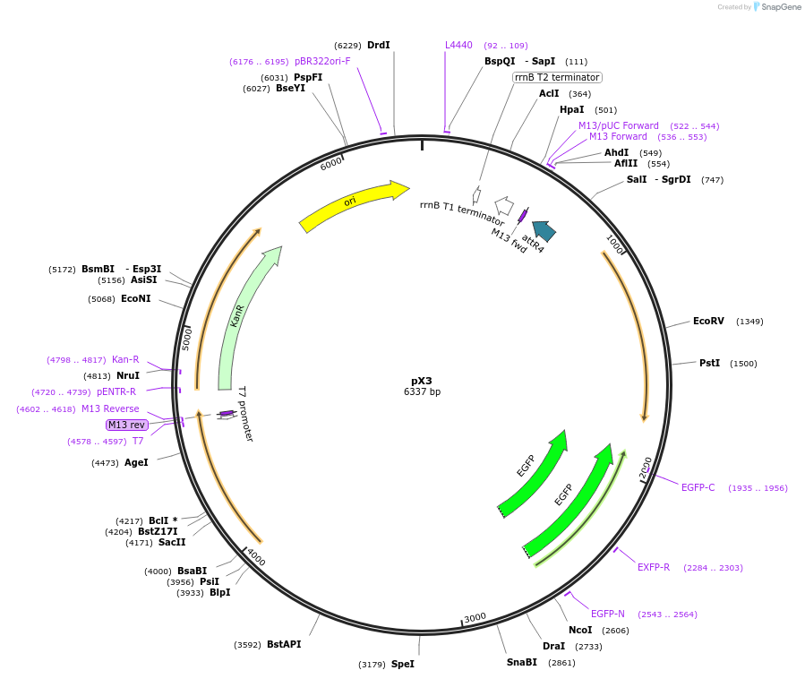 183904-plasmid-map-sequence-id-361368