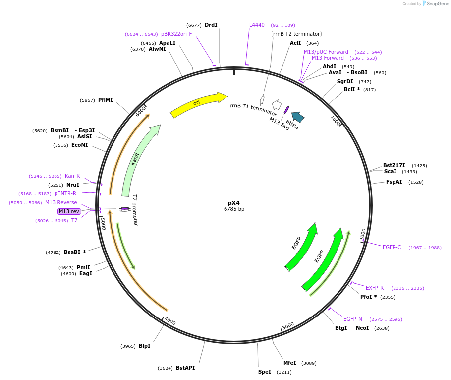 183903-plasmid-map-sequence-id-361369