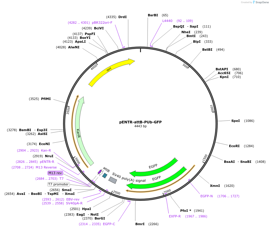 183911-plasmid-map-sequence-id-361370