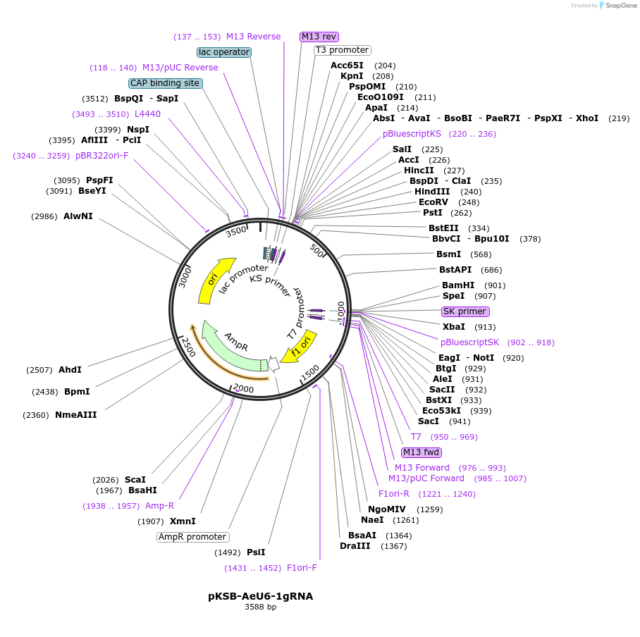 183912-plasmid-map-sequence-id-361374