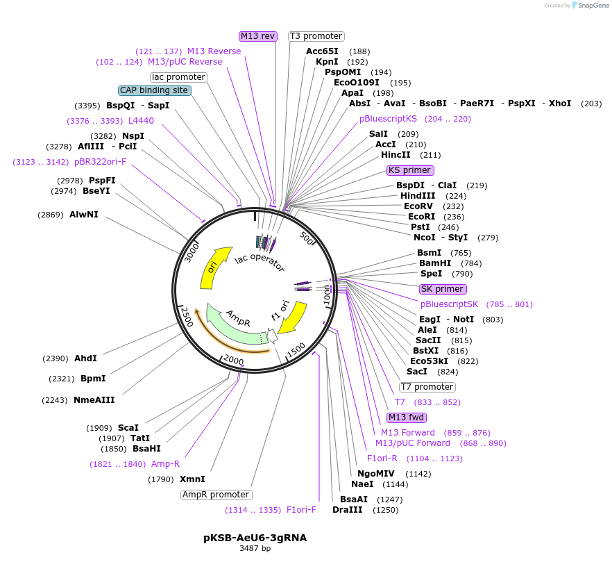 183914-plasmid-map-sequence-id-361376