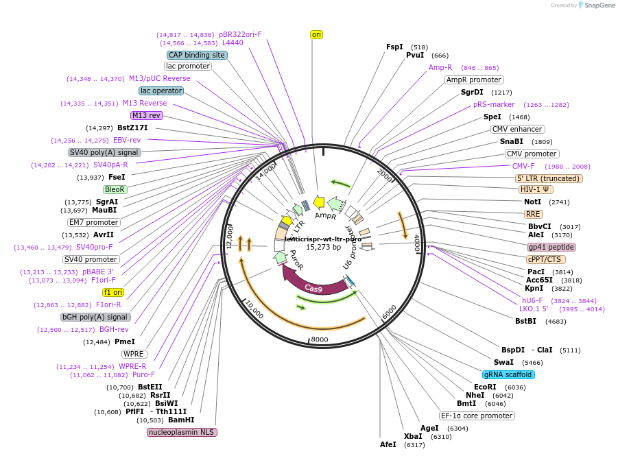 173428-plasmid-map-sequence-id-361387