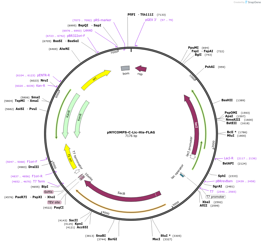 182505-plasmid-map-sequence-id-361391