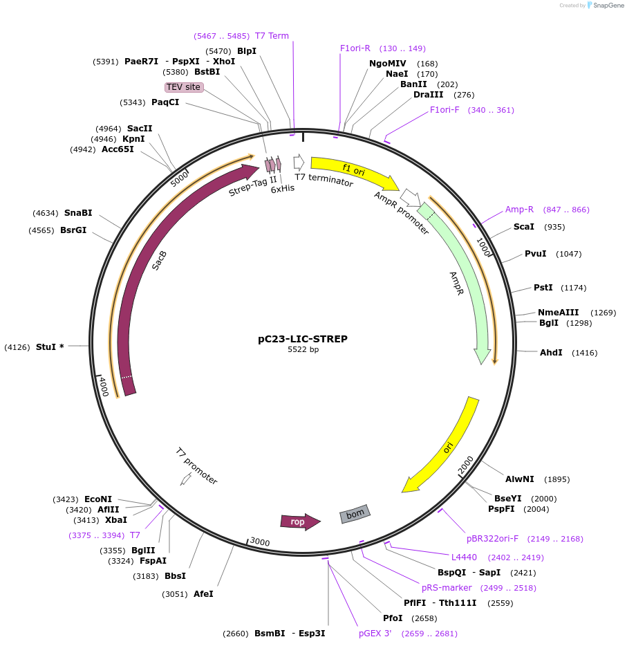 182507-plasmid-map-sequence-id-361392