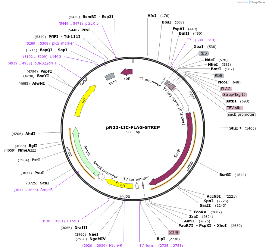 182508-plasmid-map-sequence-id-361393