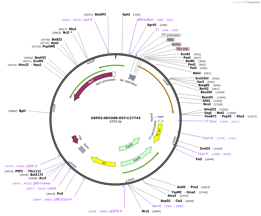 183975-plasmid-map-sequence-id-361414