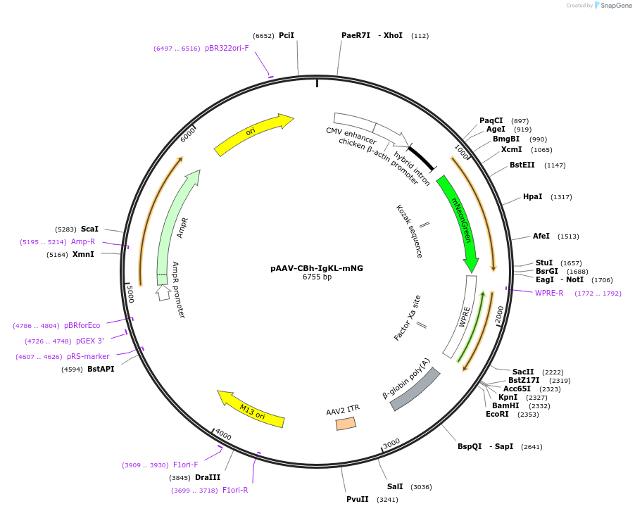 183467-plasmid-map-sequence-id-361415