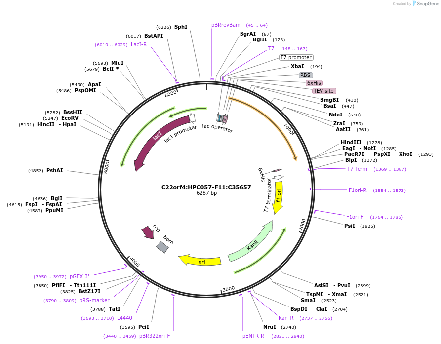 183977-plasmid-map-sequence-id-361416