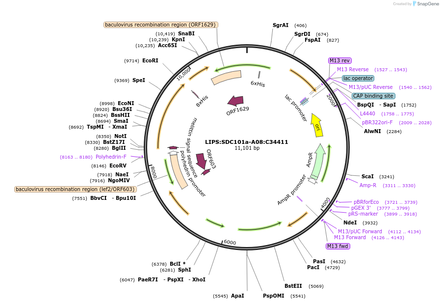 183978-plasmid-map-sequence-id-361418