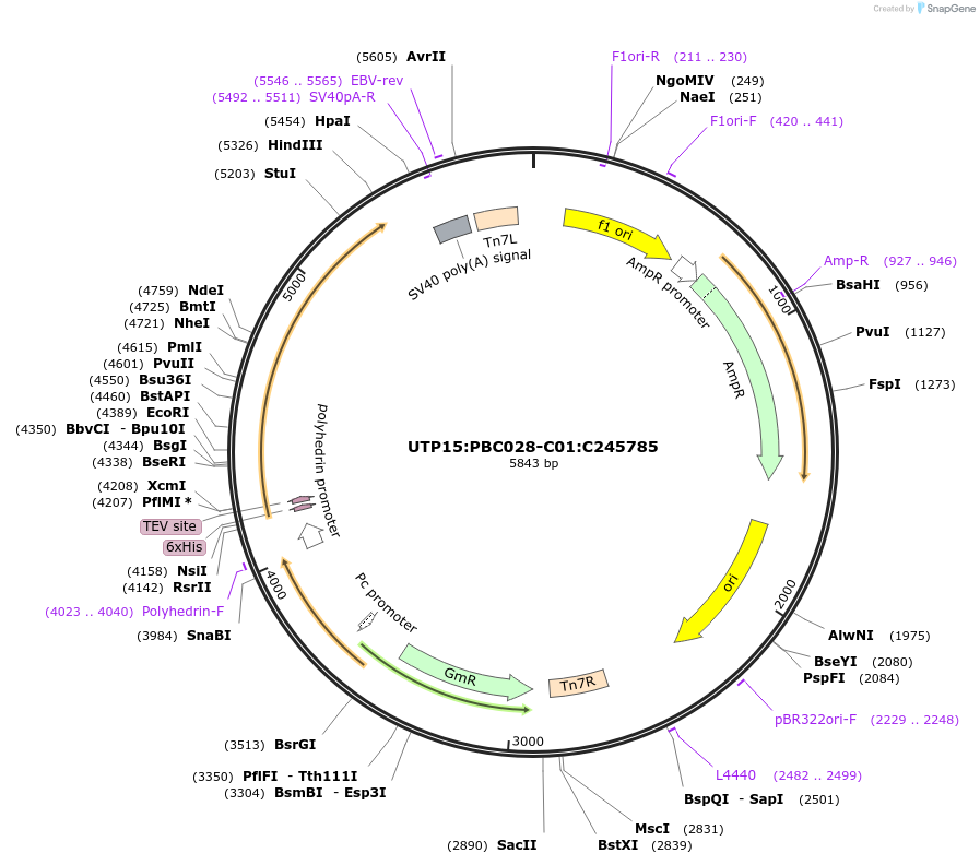 183973-plasmid-map-sequence-id-361423