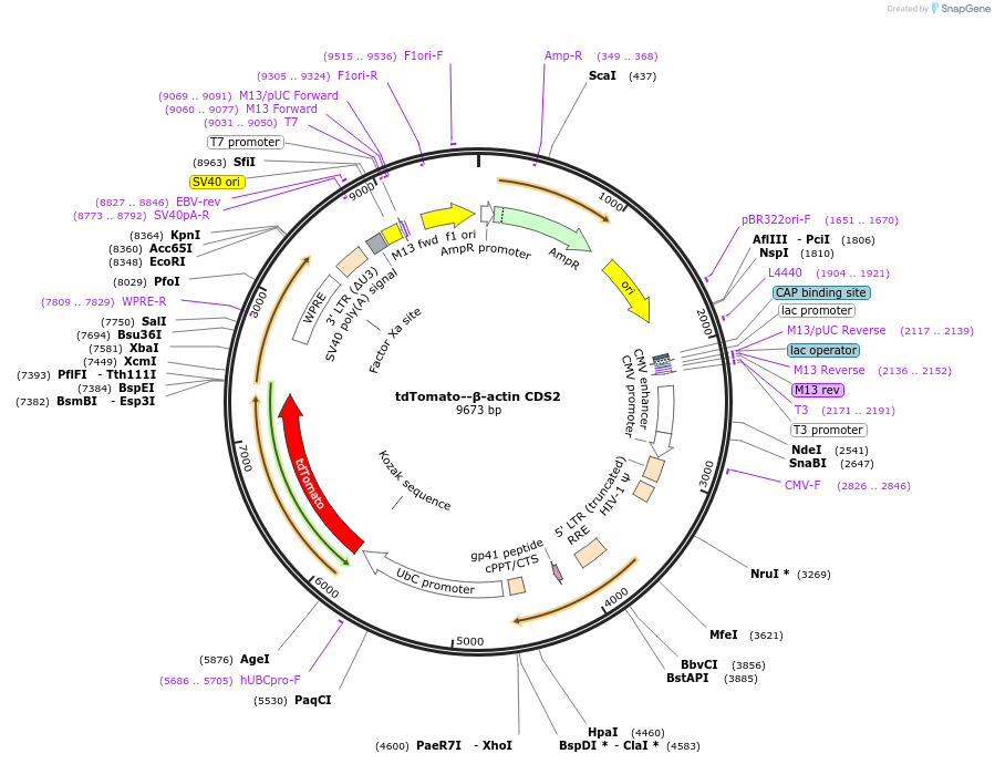 183714-plasmid-map-sequence-id-361426