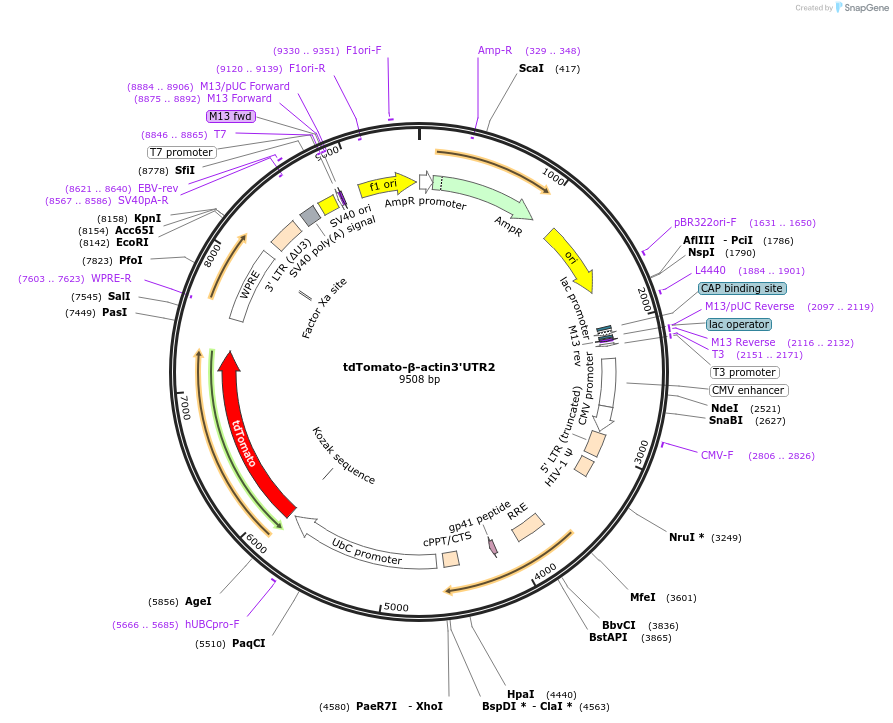 183717-plasmid-map-sequence-id-361428