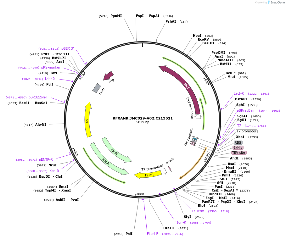183980-plasmid-map-sequence-id-361429