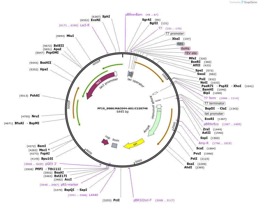 183979-plasmid-map-sequence-id-361434
