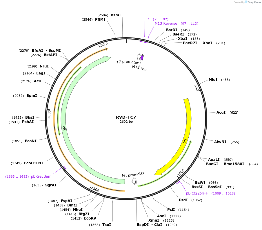 173398-plasmid-map-sequence-id-361436