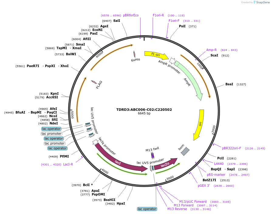 183982-plasmid-map-sequence-id-361437